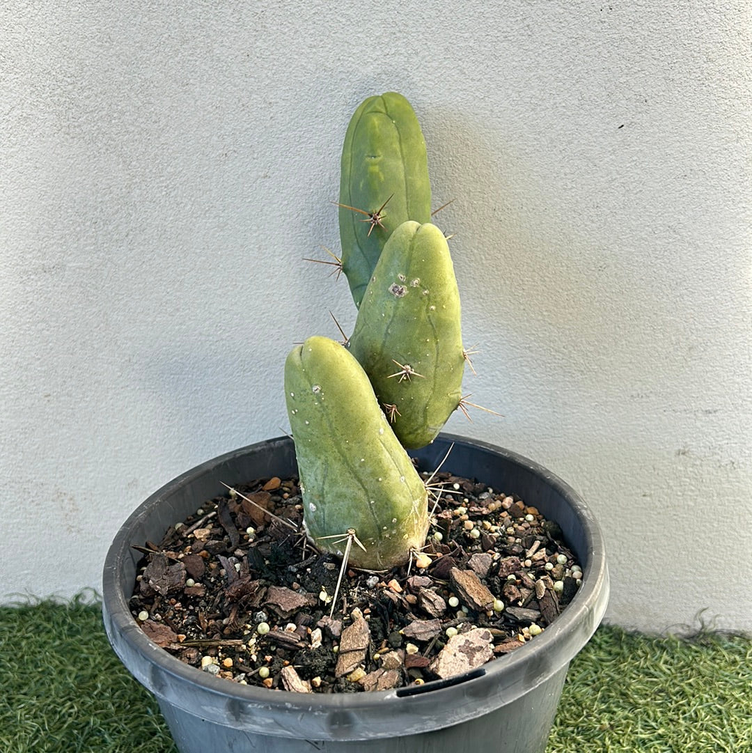 Penis Cactus