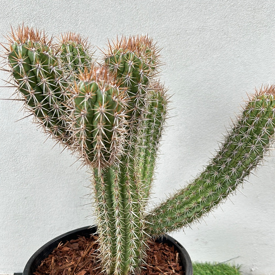 Pilocereus gounellei 
Cactus w/6 arms !