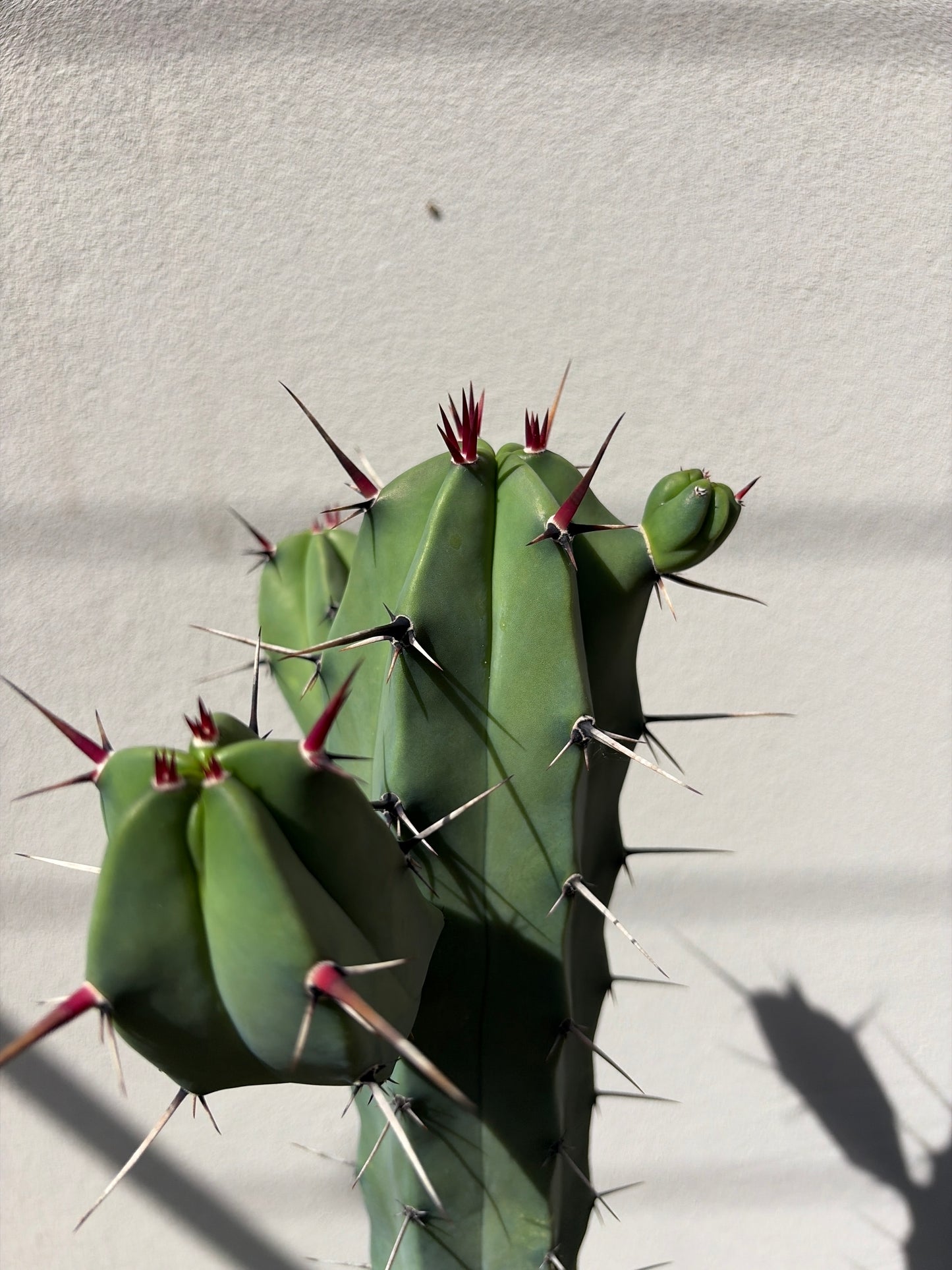 Myrtillocactus 3 arms