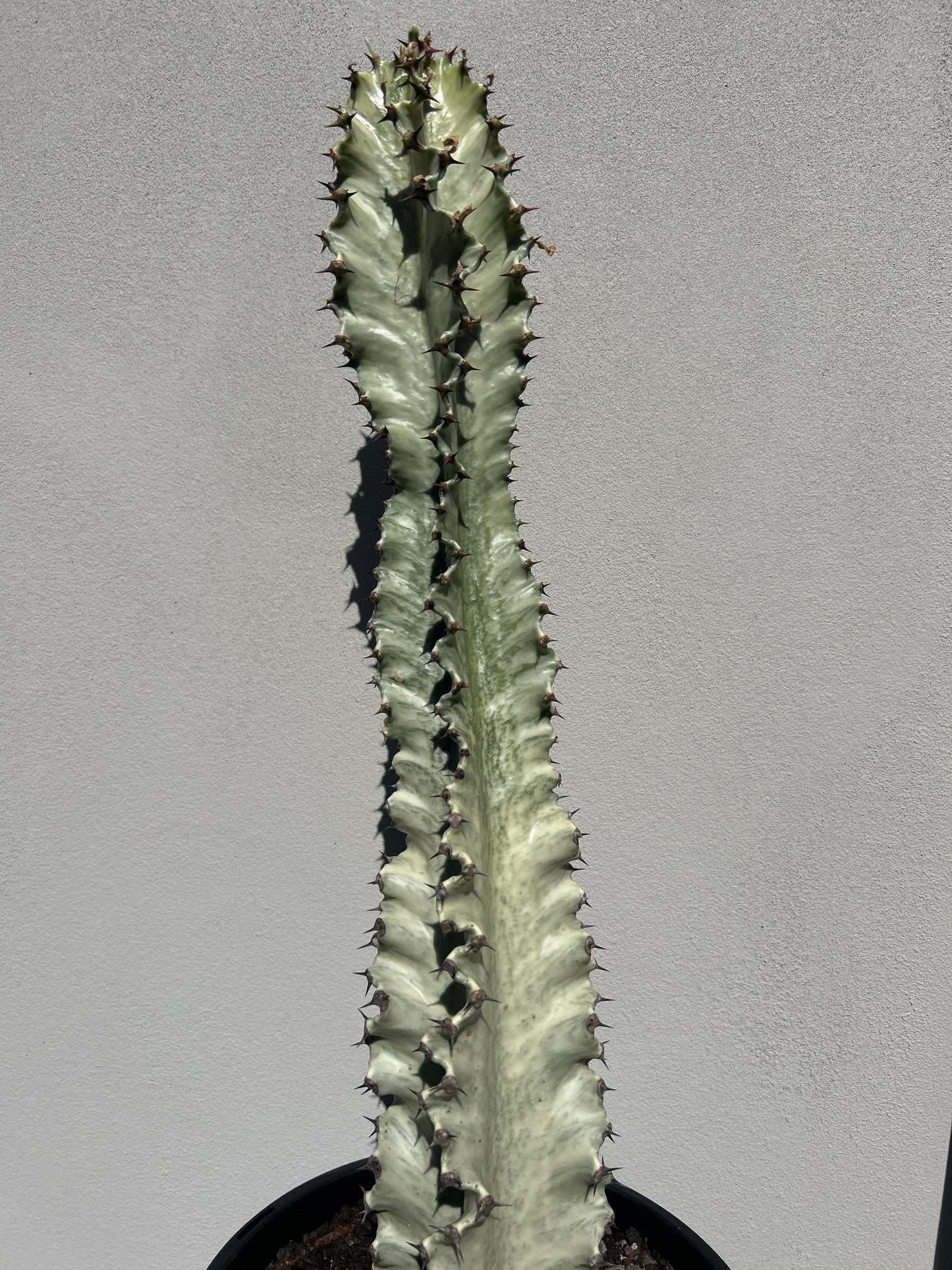 Euphorbia Ammak