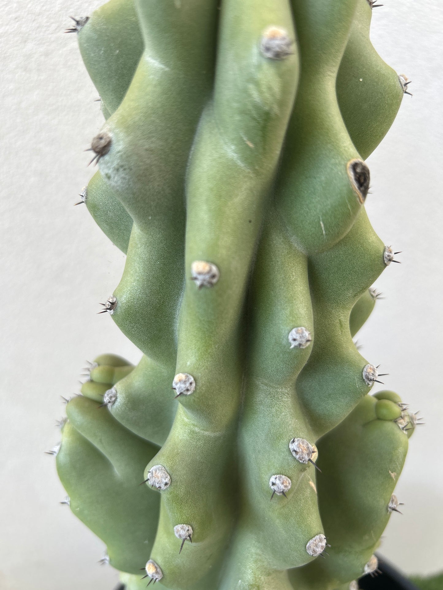 Monstrose Cactus