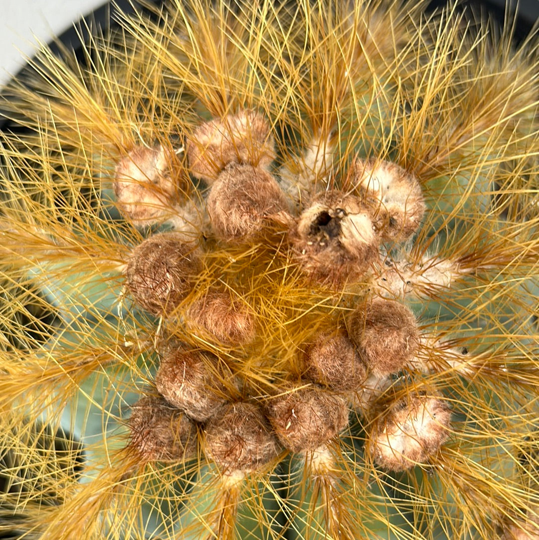 Parodia Magnificus