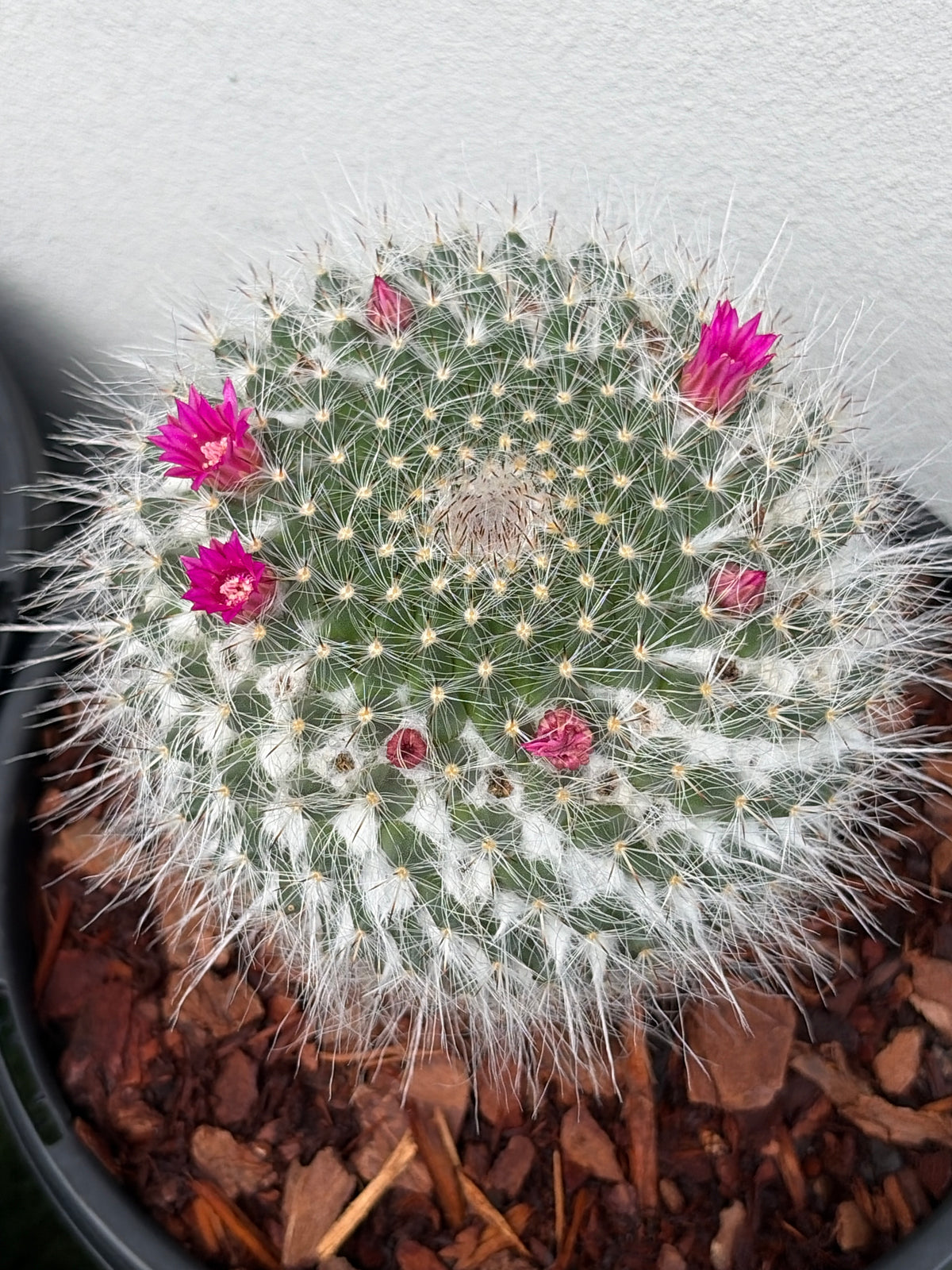 Mamillaria Cactus