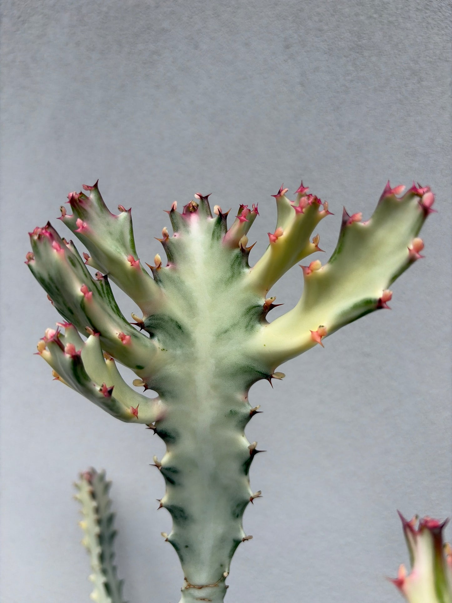 Ghost Cactus (Euphorbia lactea) Multiple arms