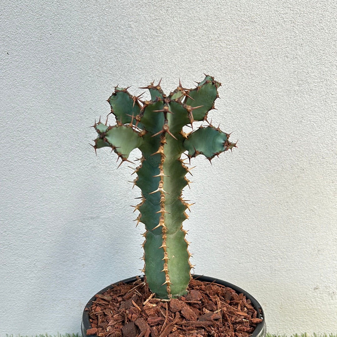 Euphorbia ceorulescens