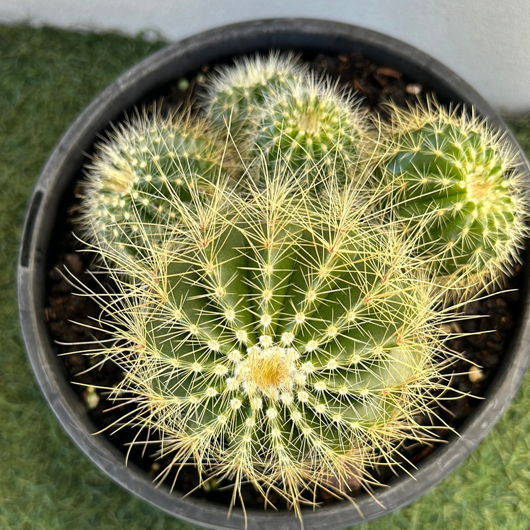 PARODIA WARASII