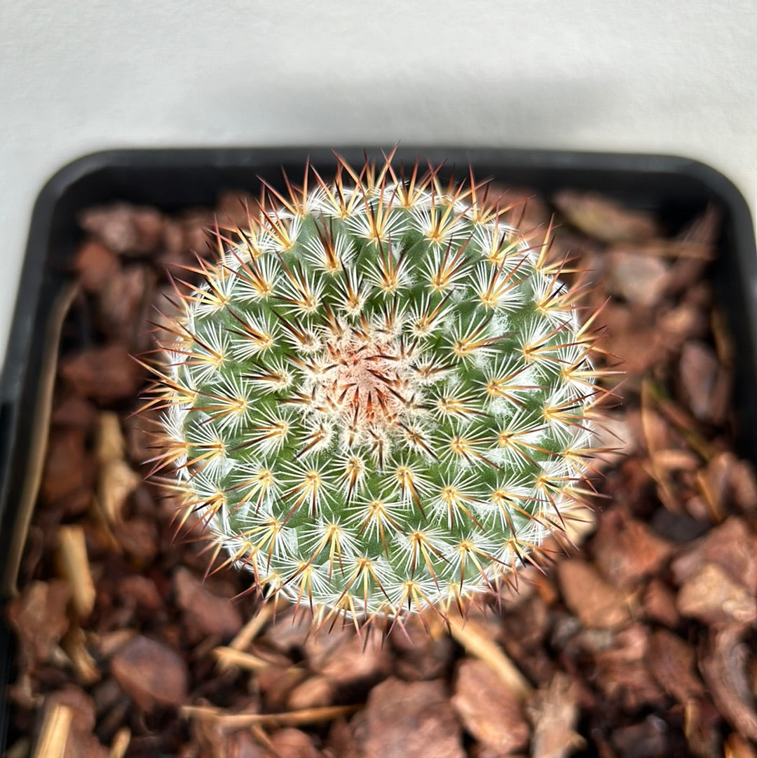 Mamillaria Cactus