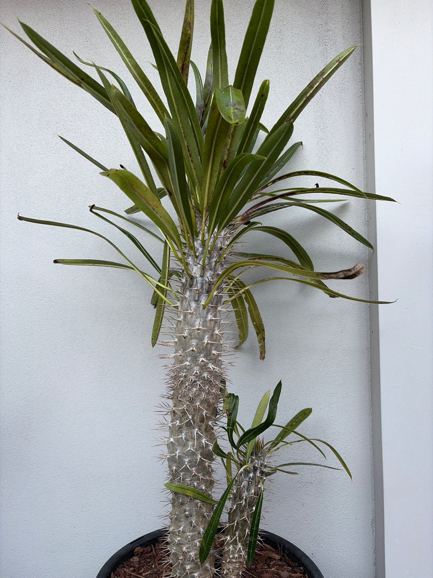 Madagascar Palm - Double