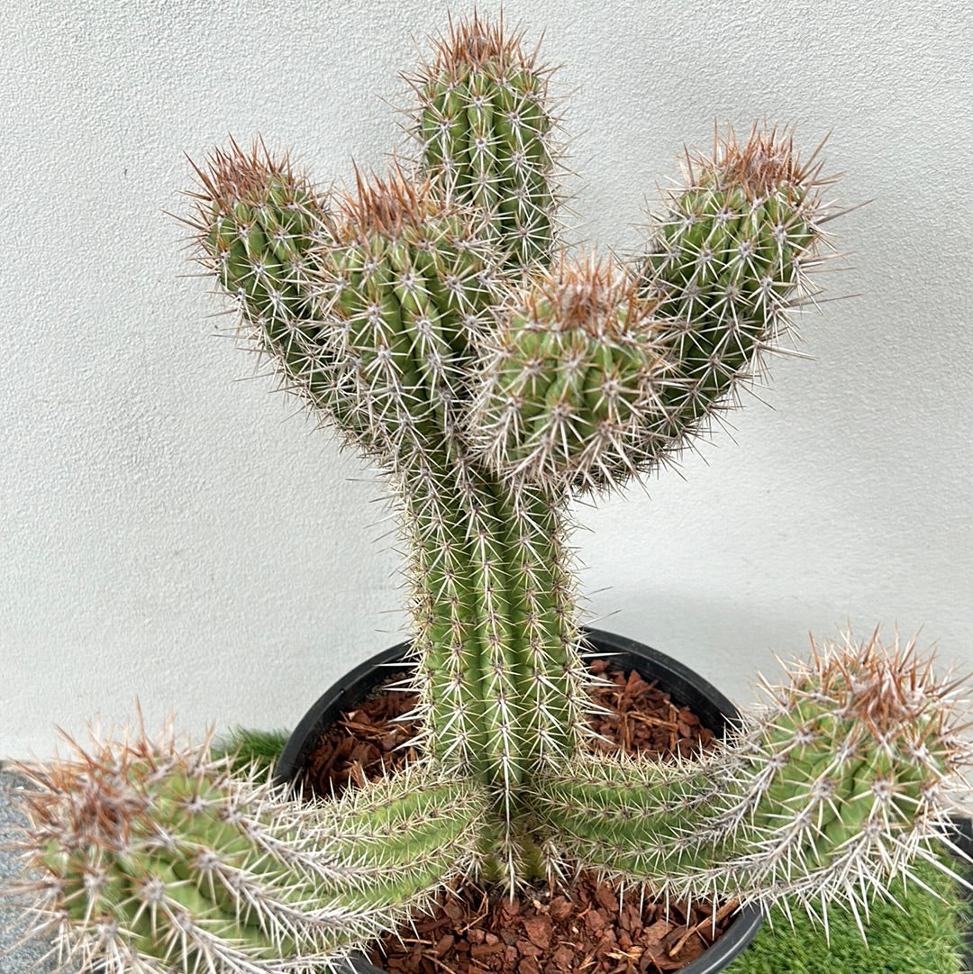 Pilocereus gounellei 
Cactus w/6 arms !