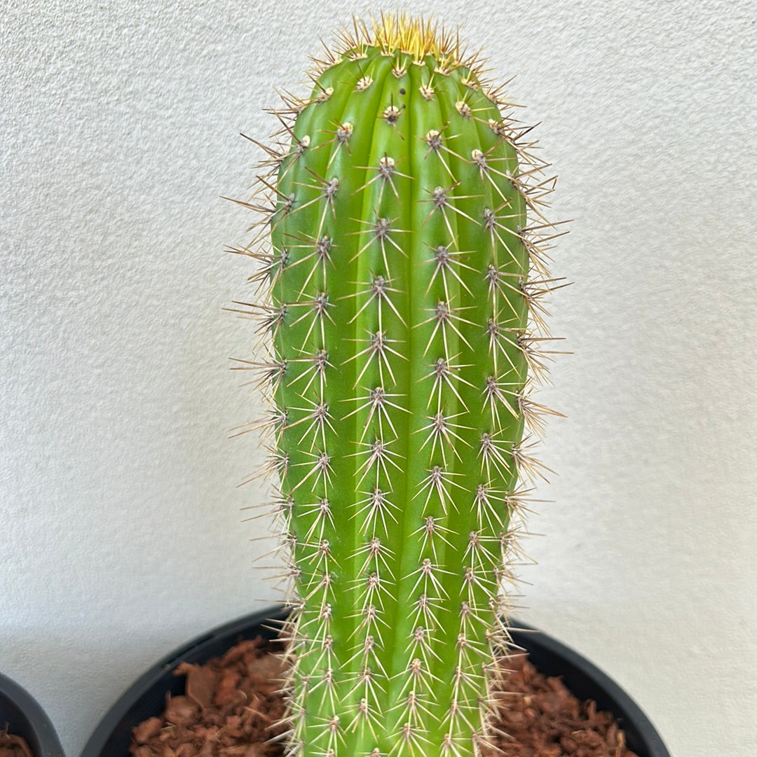 Golden Torch Cactus