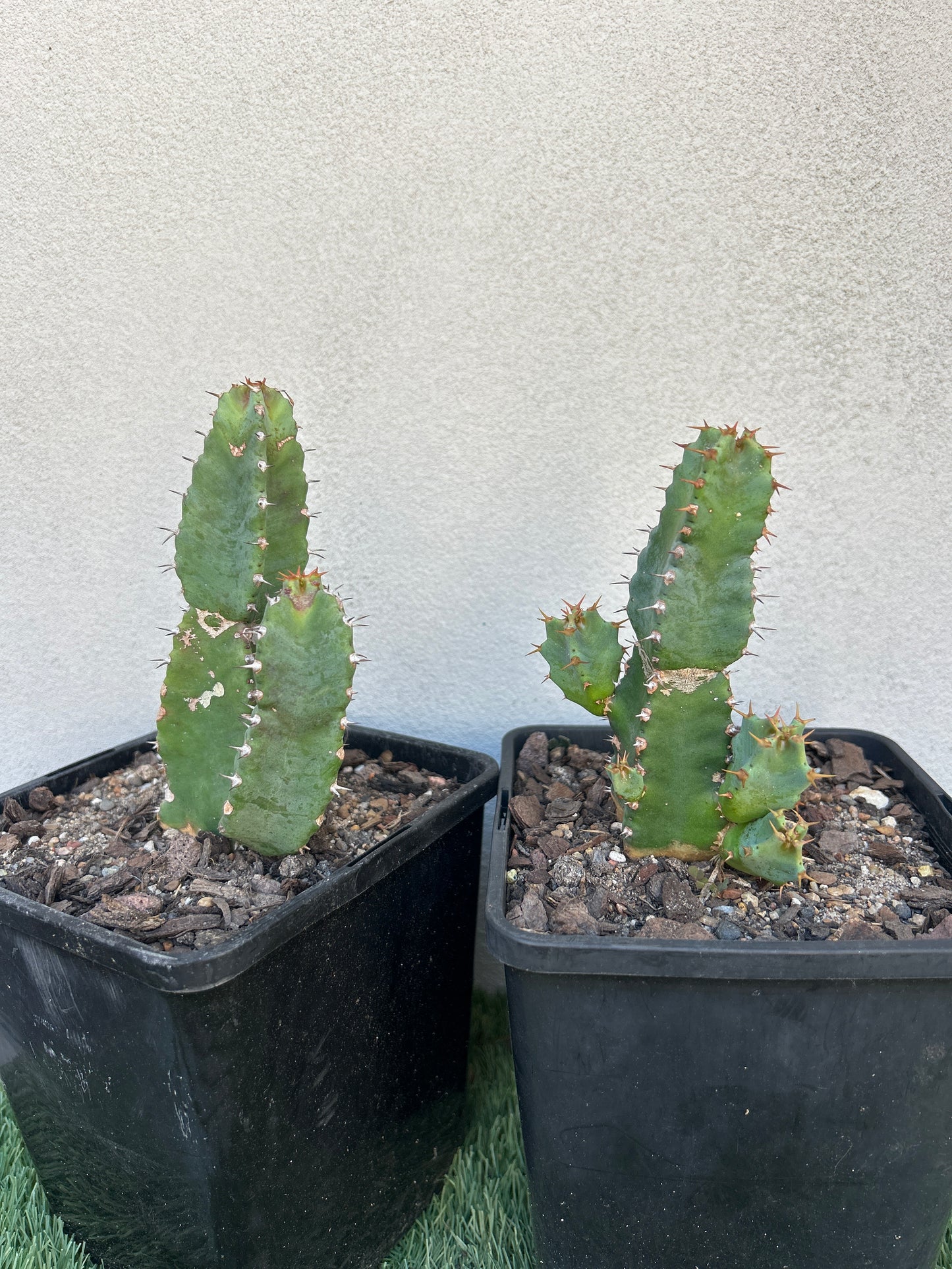 Euphorbia resinifera - Moroccan Mound
