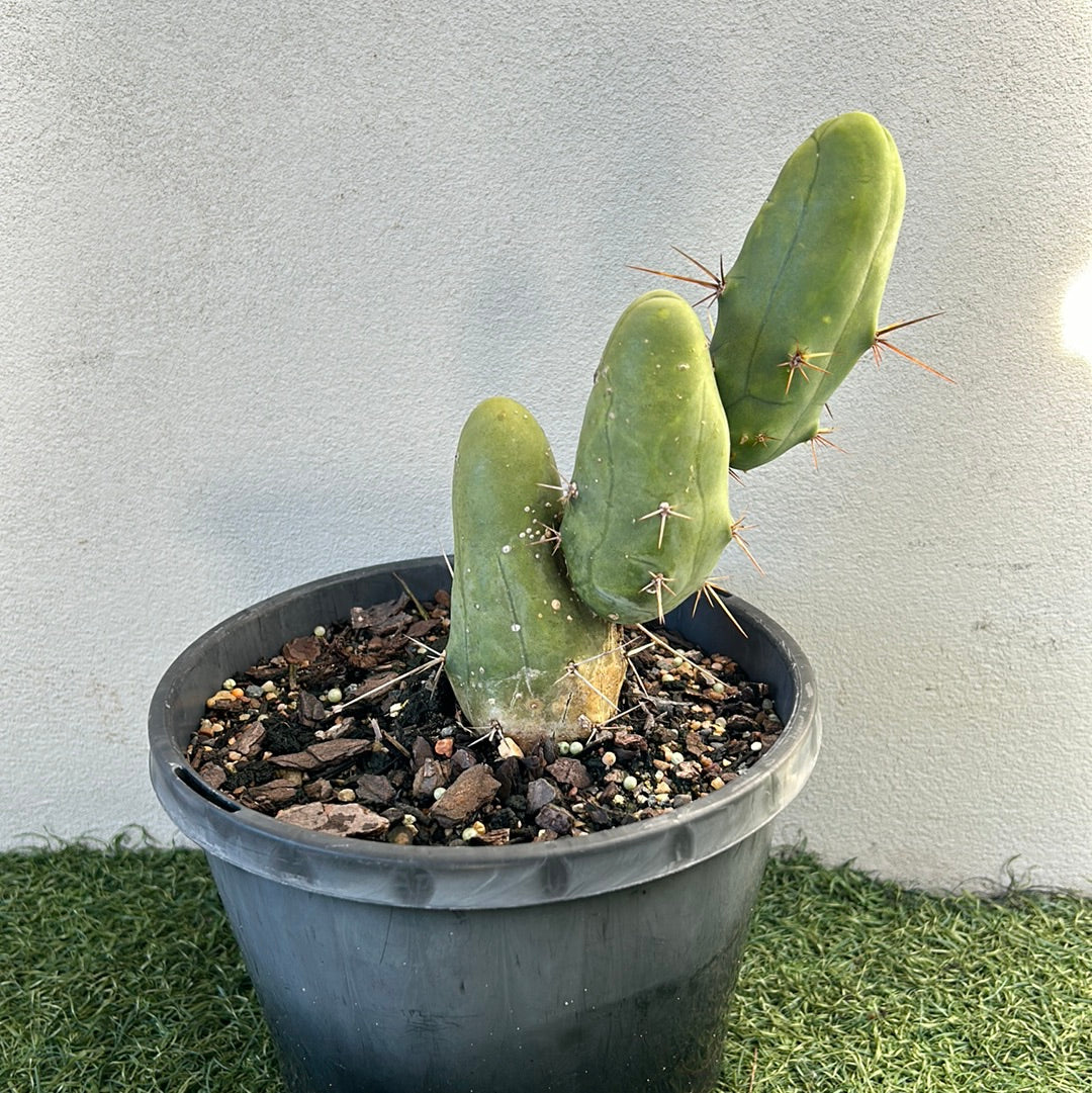 Penis Cactus