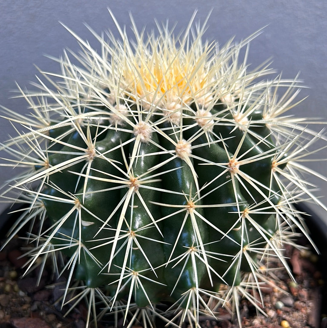 Golden Barrel Cactus - Small