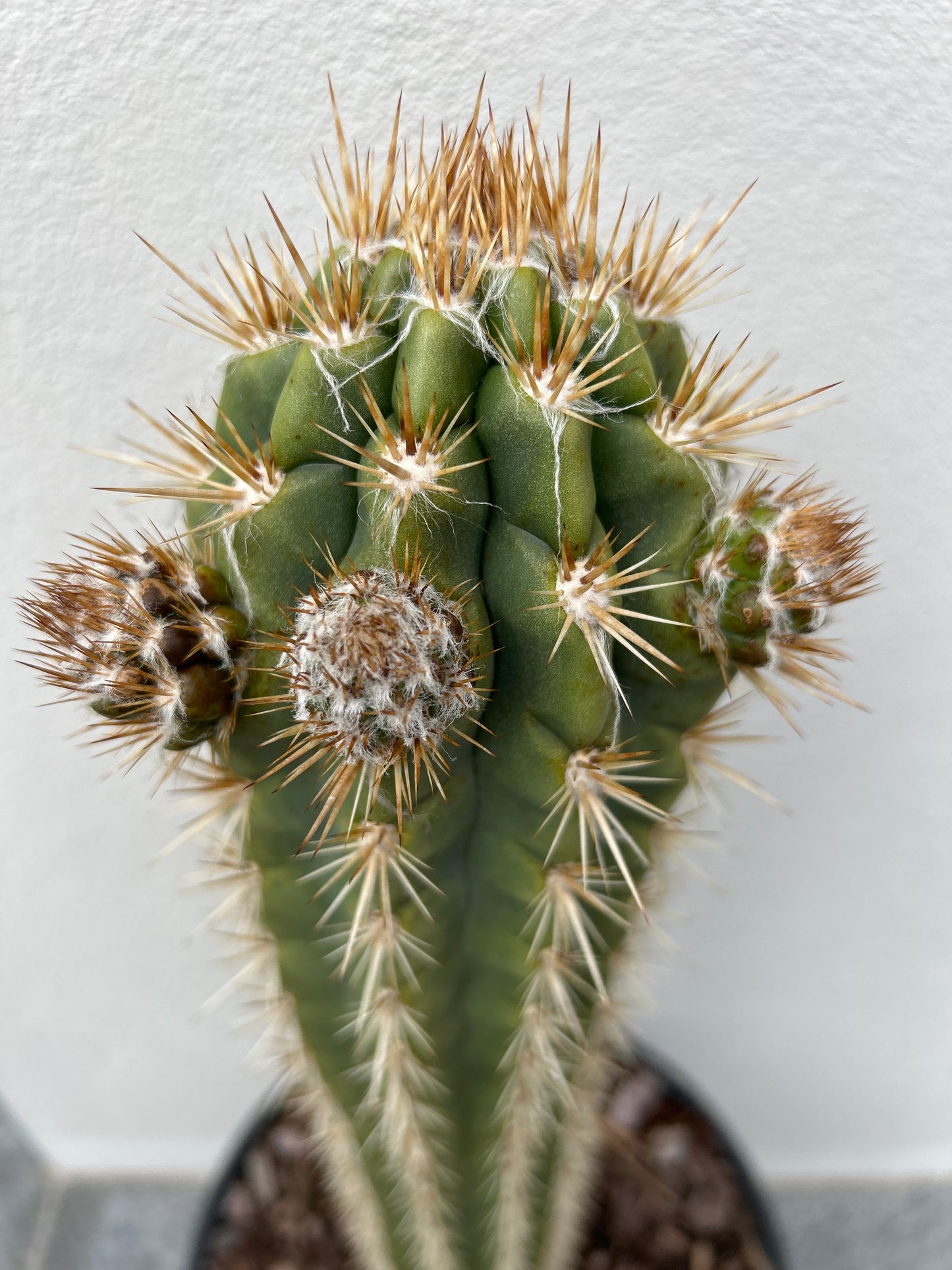 Pilocereus gounellei Cactus with 3 arms