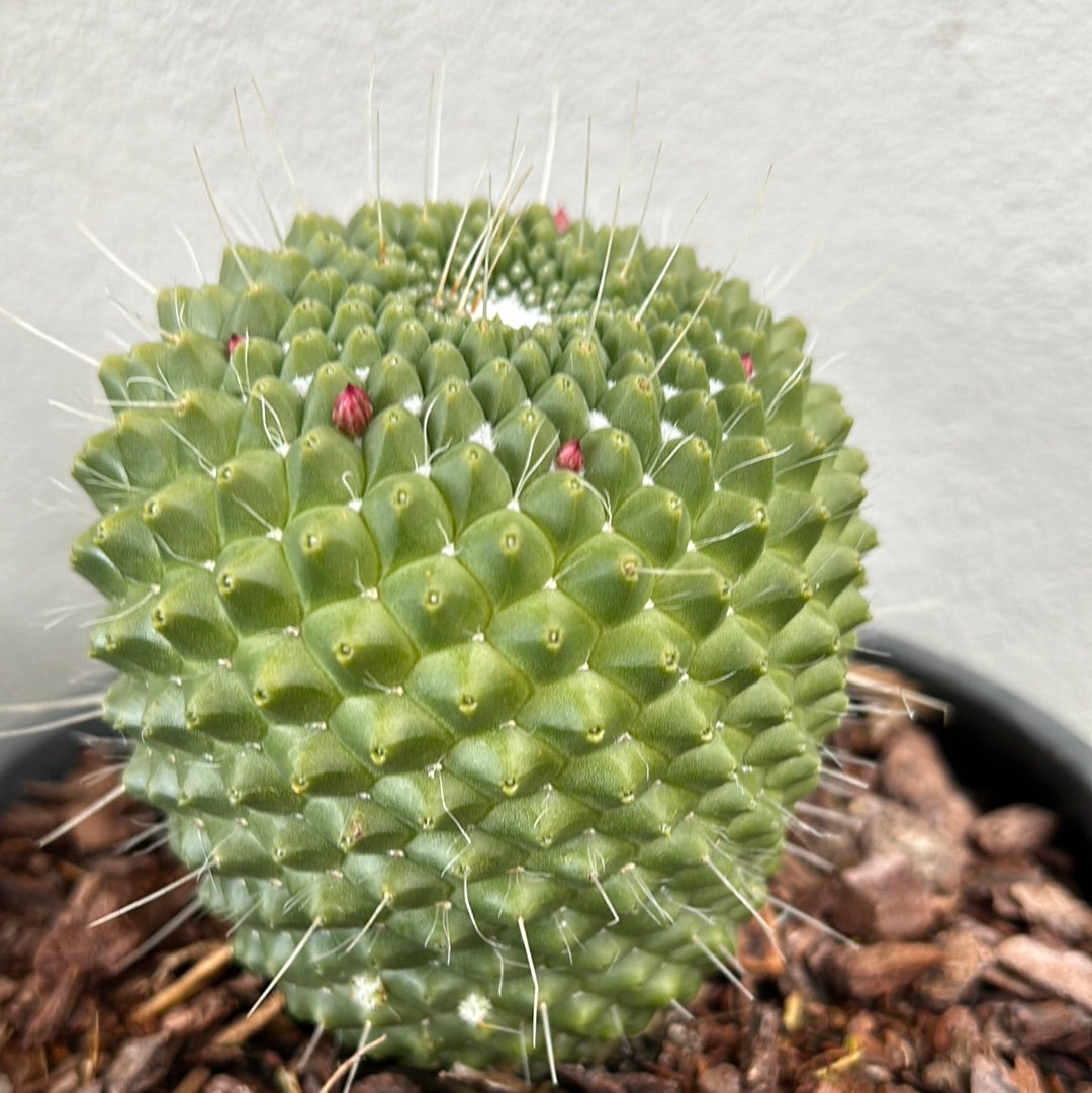 Ball Cactus