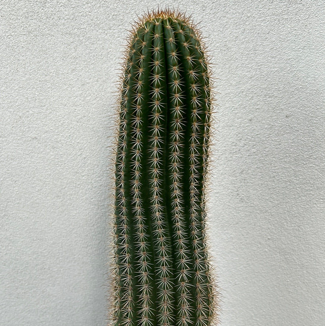 Echinopsis schickendantzii