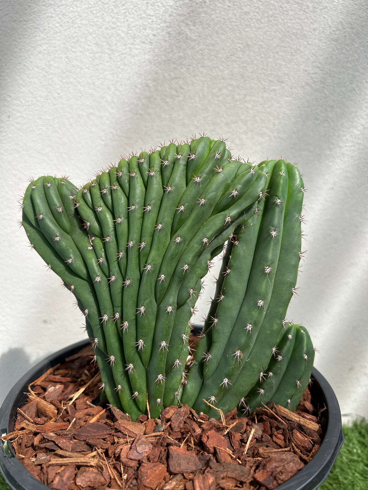 CRESTED Cactus small