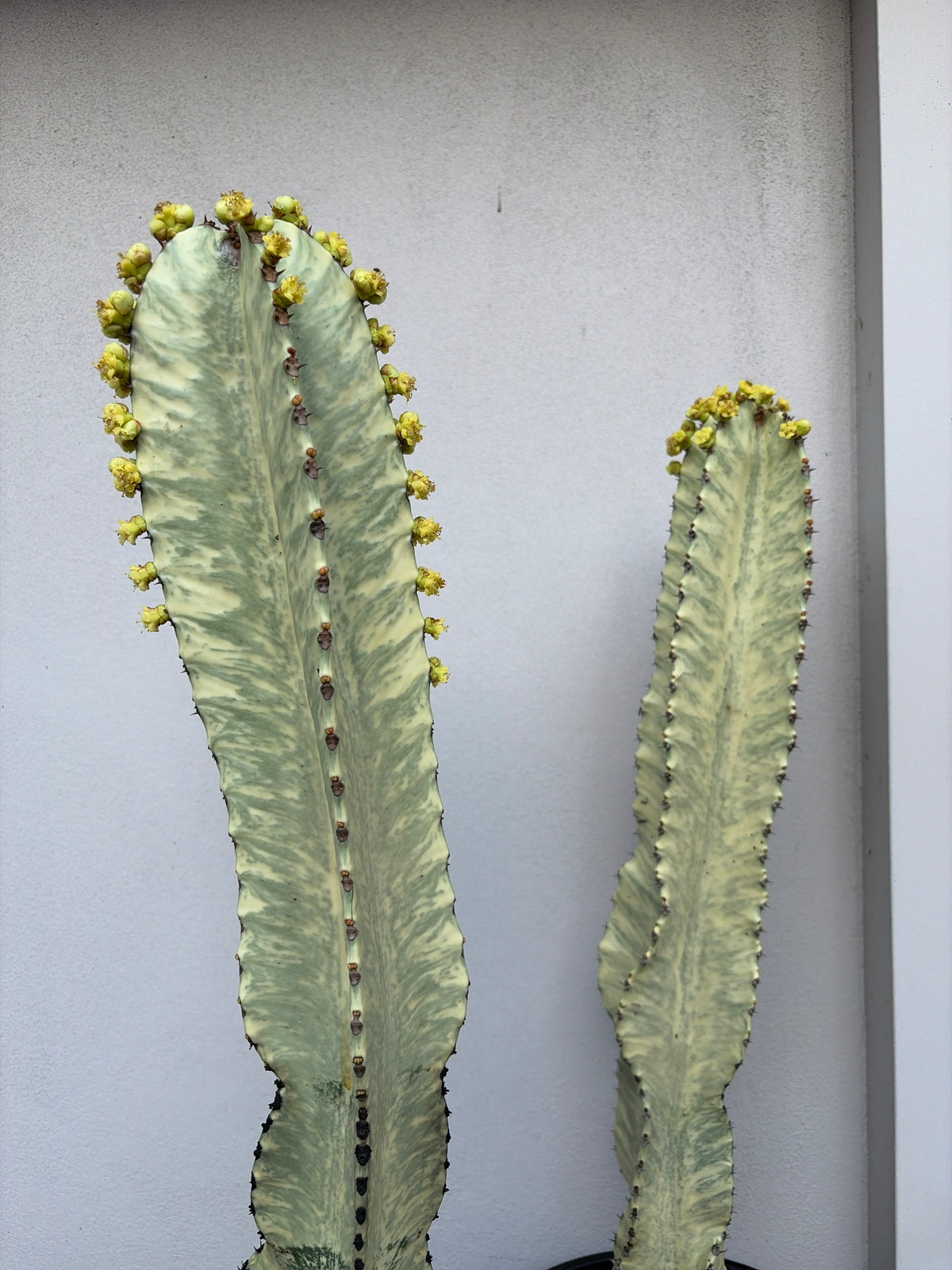 Euphorbia Ammak