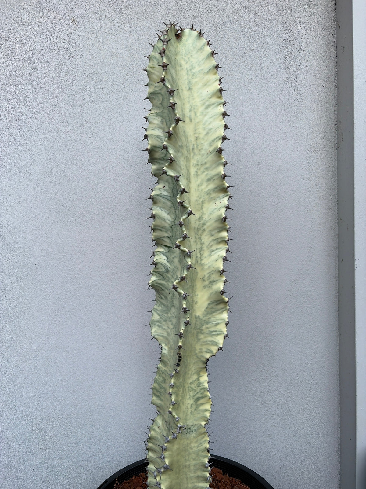 Euphorbia Ammak