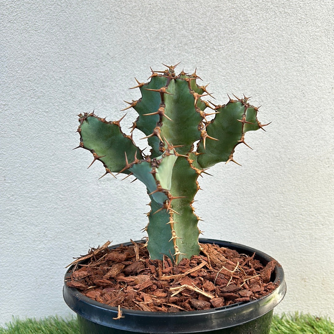 Euphorbia ceorulescens - Small