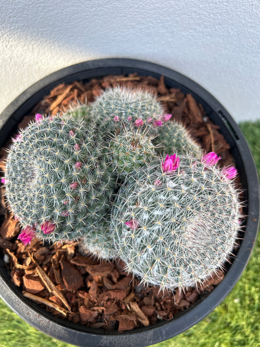 Mamillaria Cactus Cluster