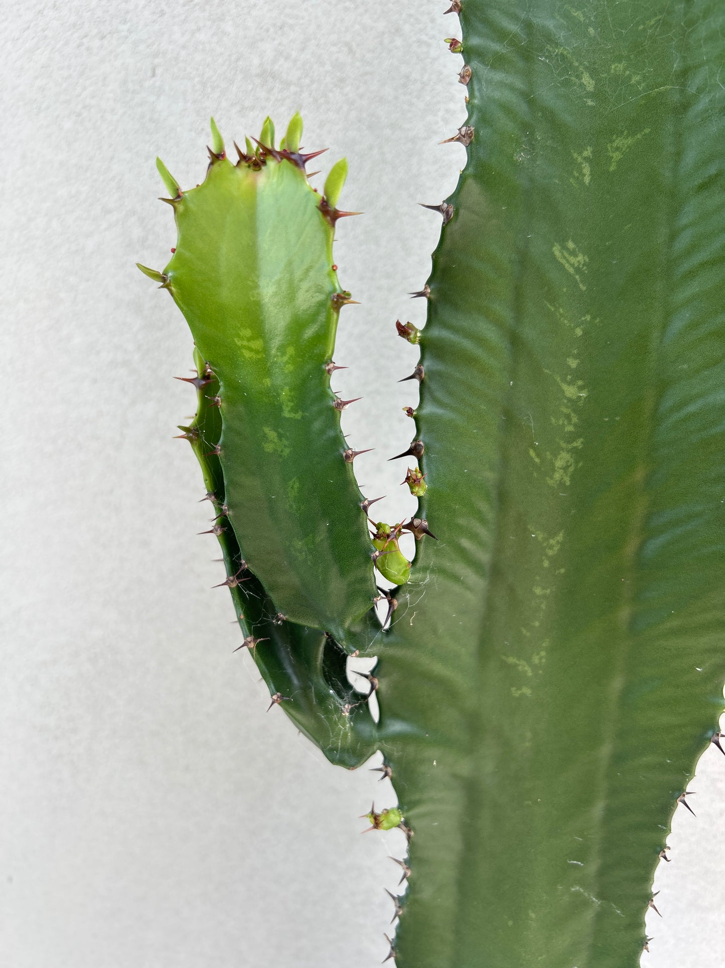 Euphorbia cowboy