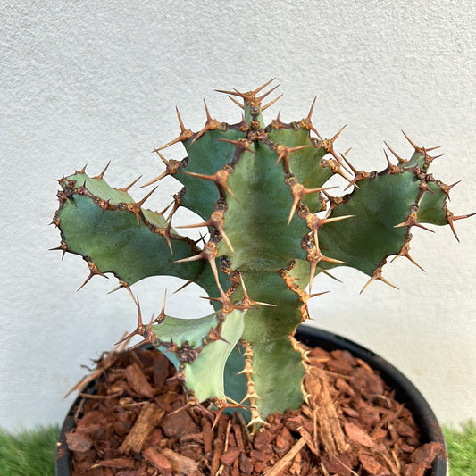 Euphorbia ceorulescens - Small