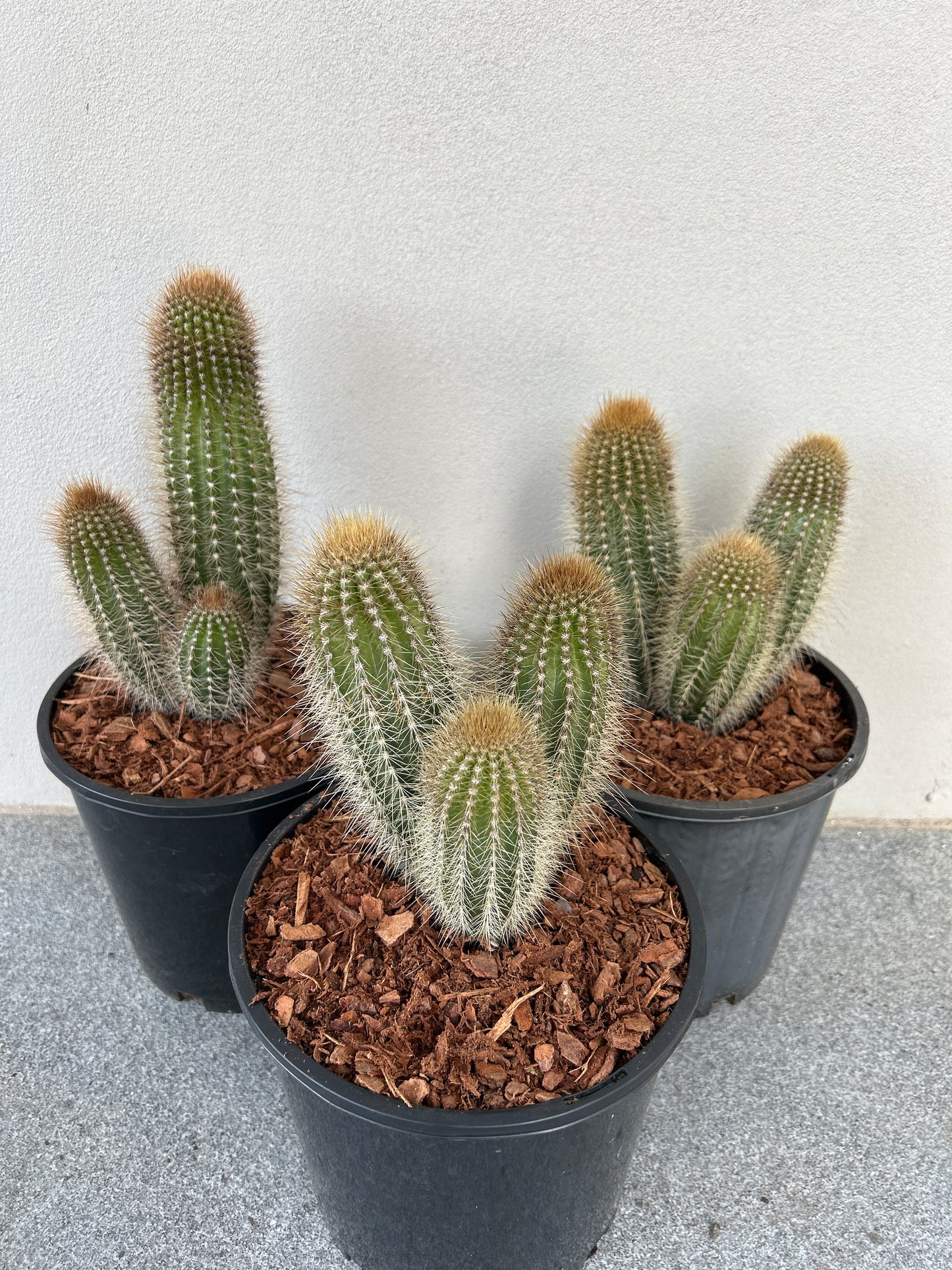 Stephanocereus Cactus Cluster