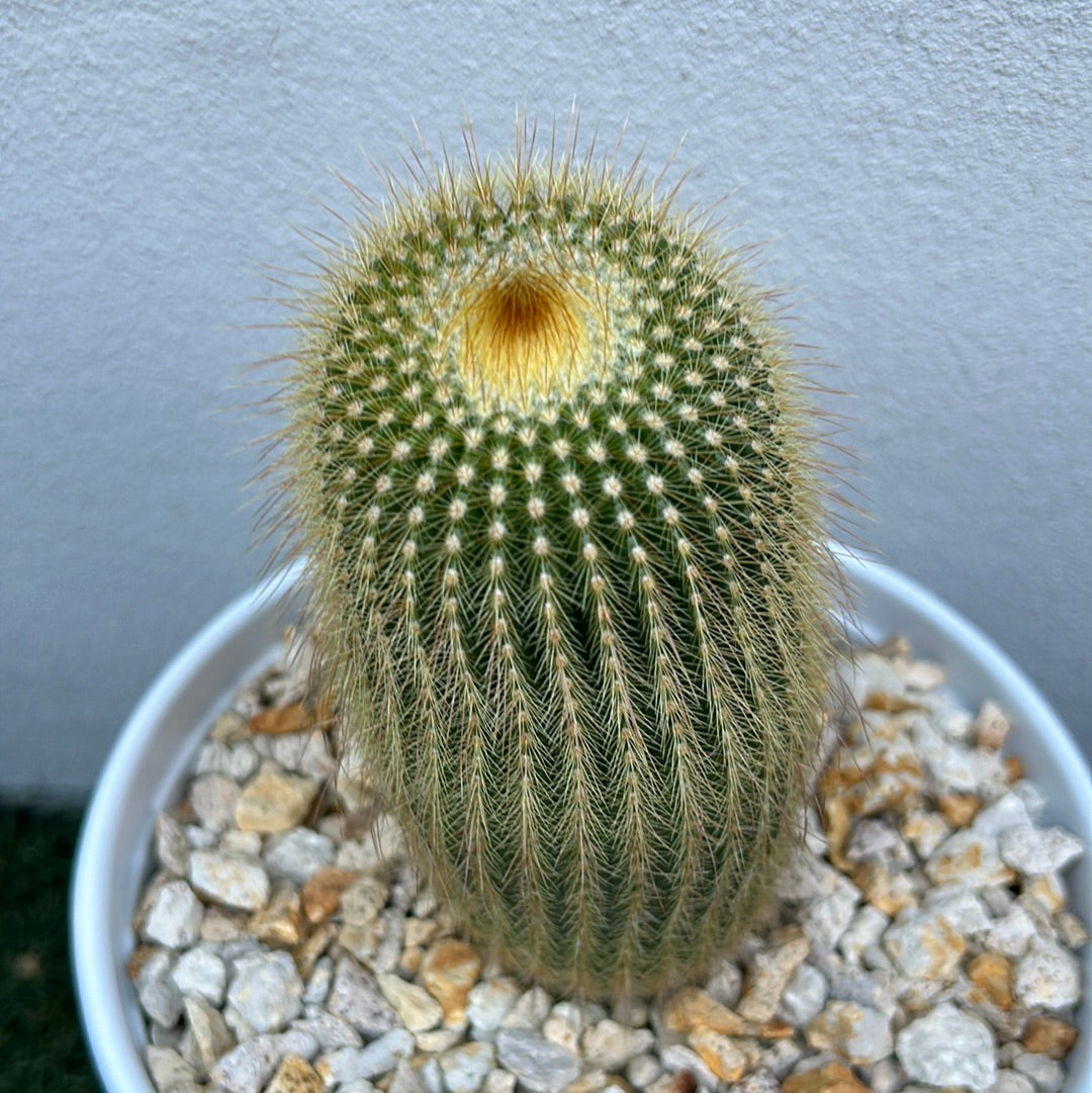 Parodia Leninghausii