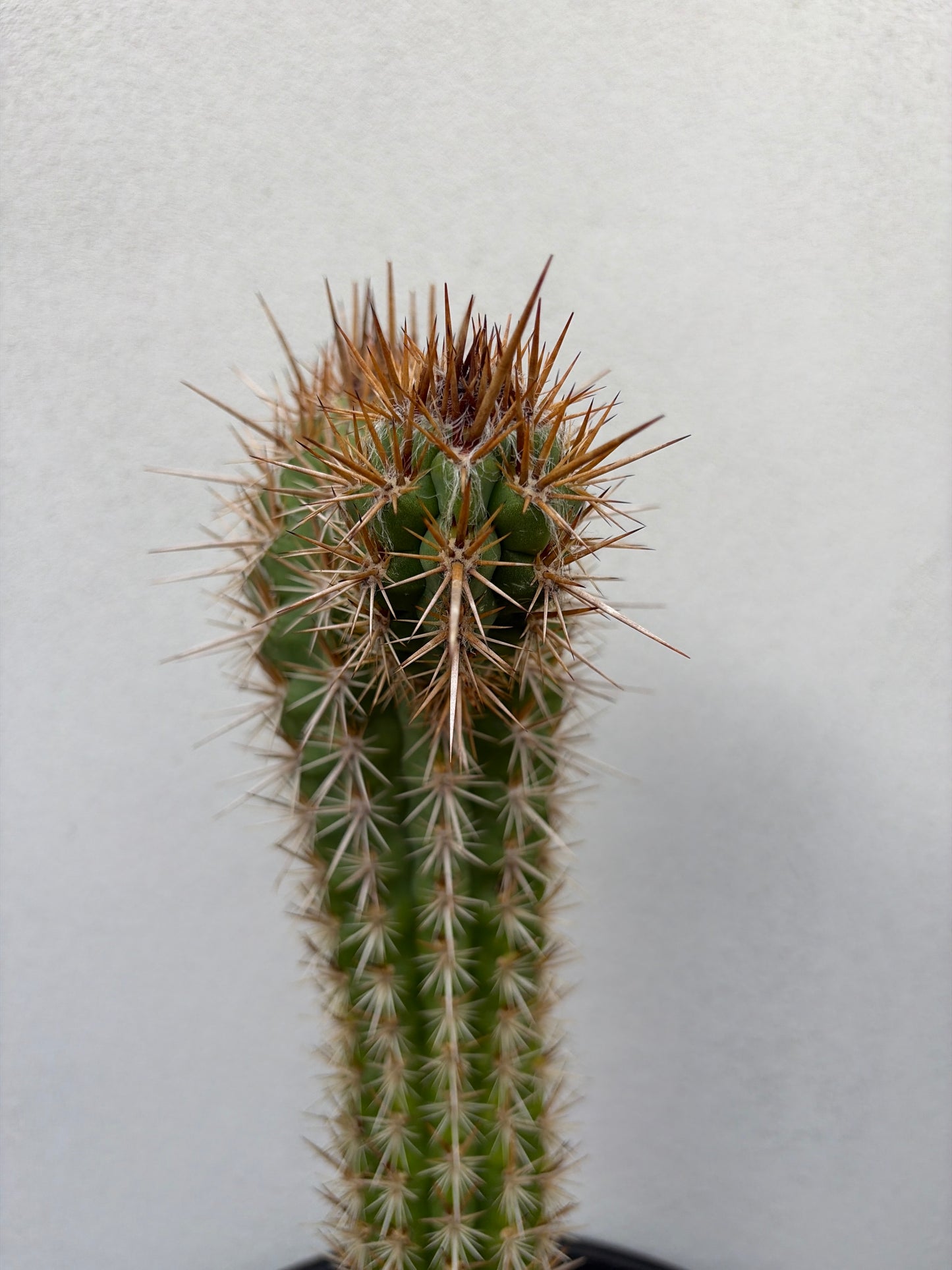 Pilocereus gounellei Cactus