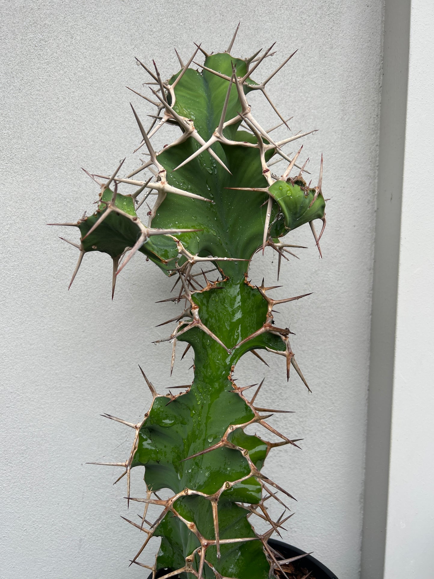 Cowhorn Cactus 7