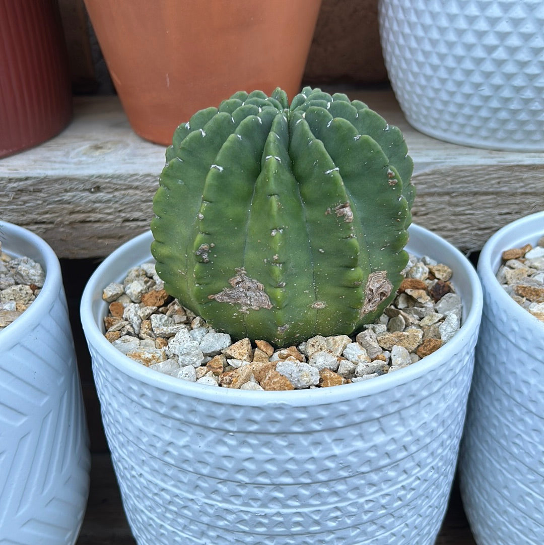 Echinopsis Denudata