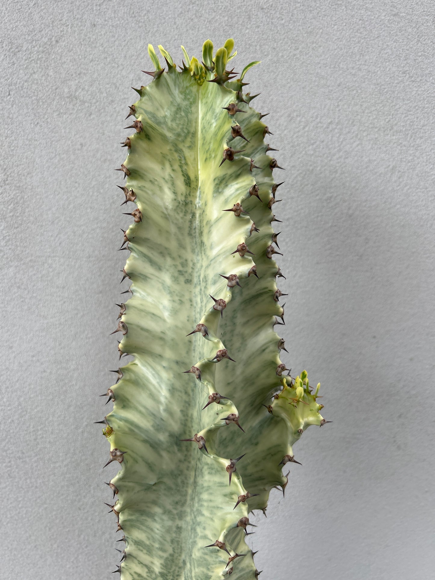 Euphorbia Ammak large