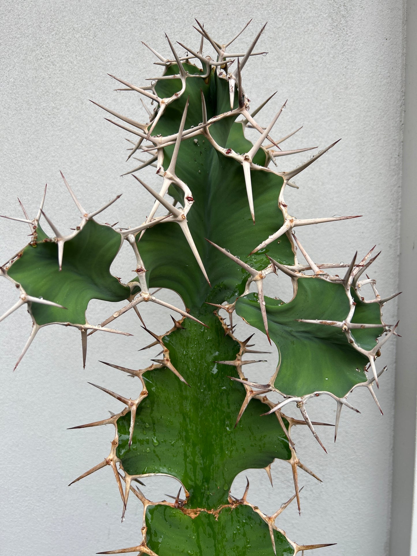 Cowhorn Cactus 5