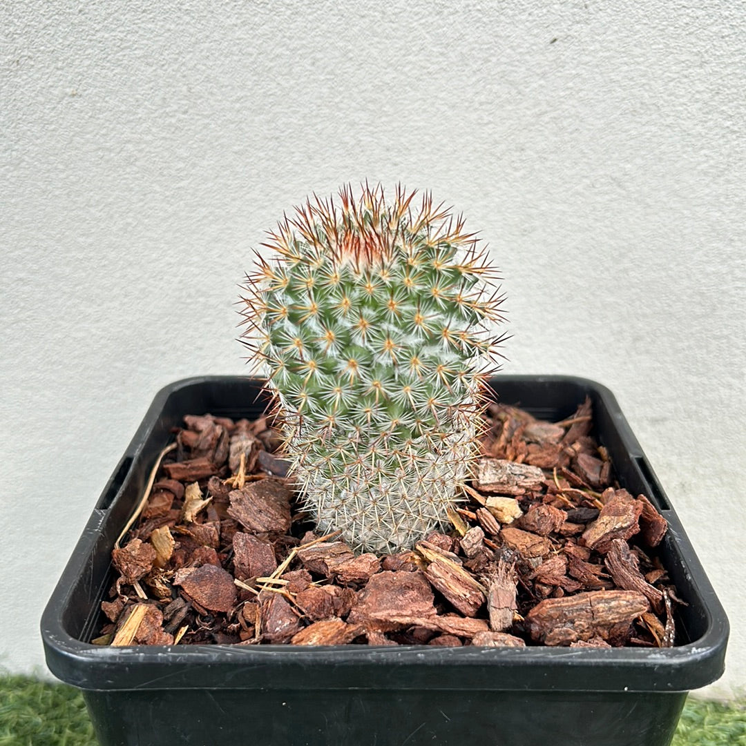 Mamillaria Cactus