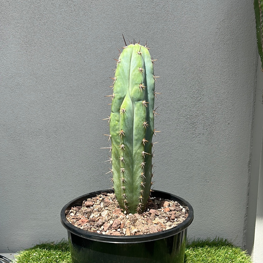 Rosei 1 Cactus