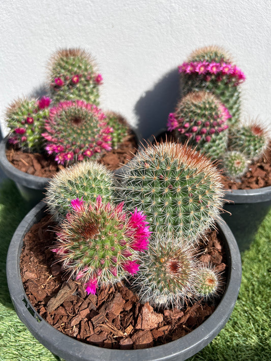 Mamillaria SPP Cactus