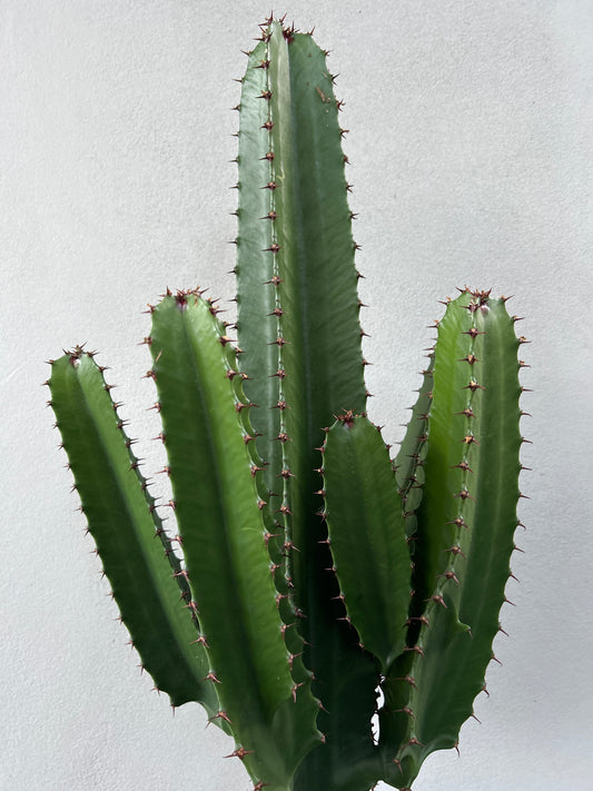 Euphorbia Cowboy - 4 arms