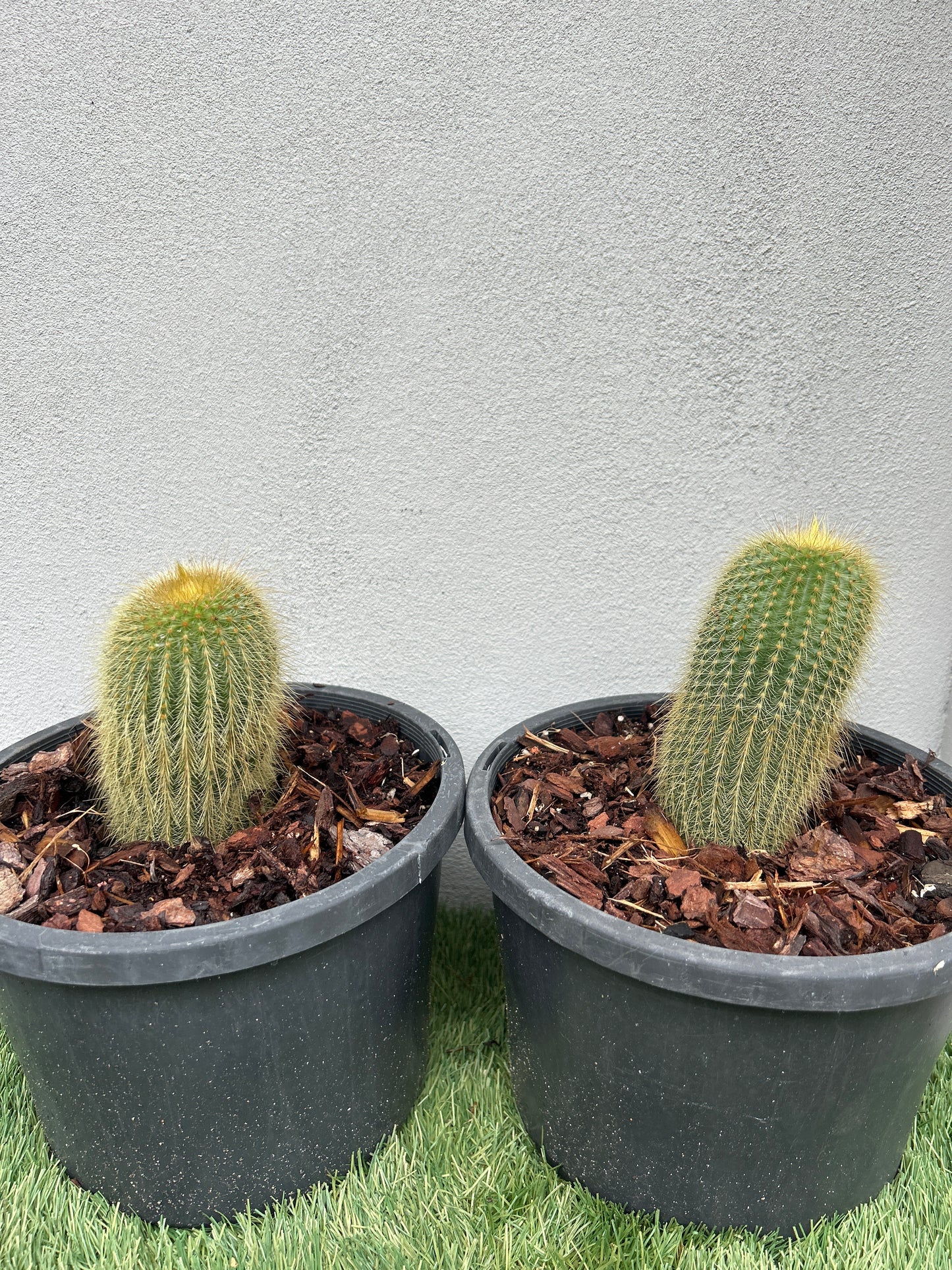 Parodia leninghausii cactus