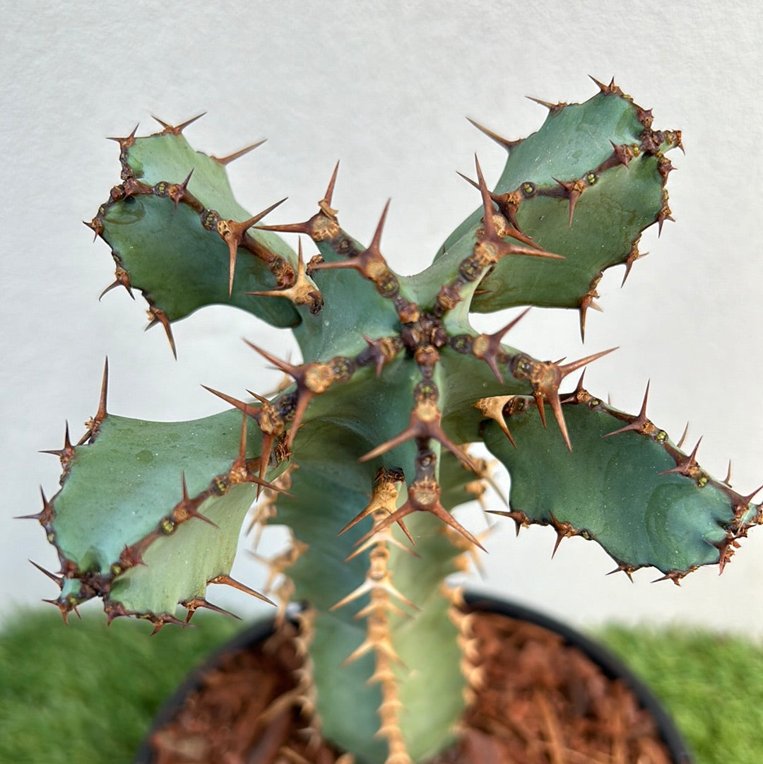 Euphorbia ceorulescens