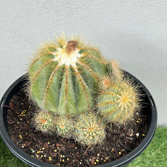 Parodia Magnificus