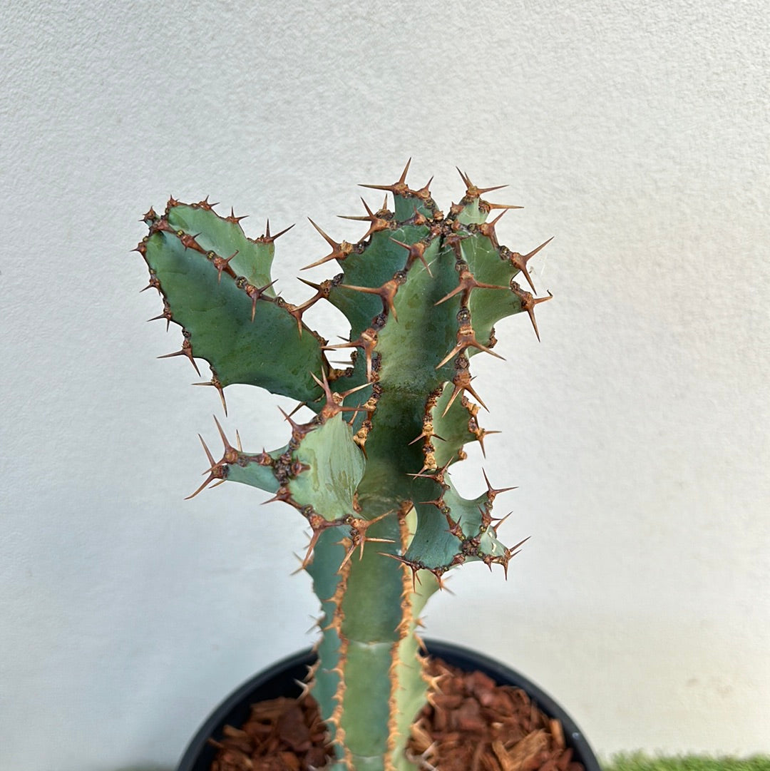 Euphorbia ceorulescens