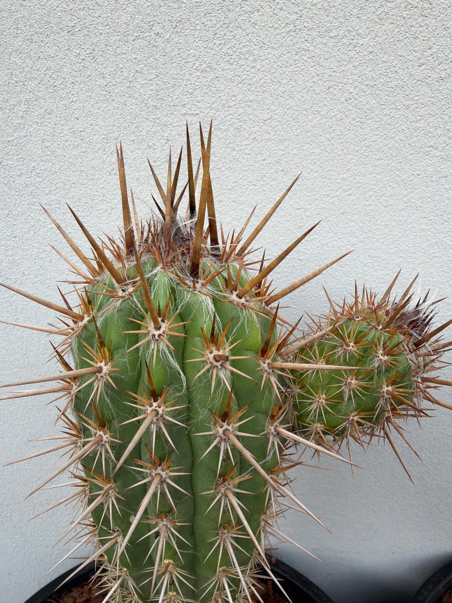 Pilocereus gounellei Cactus