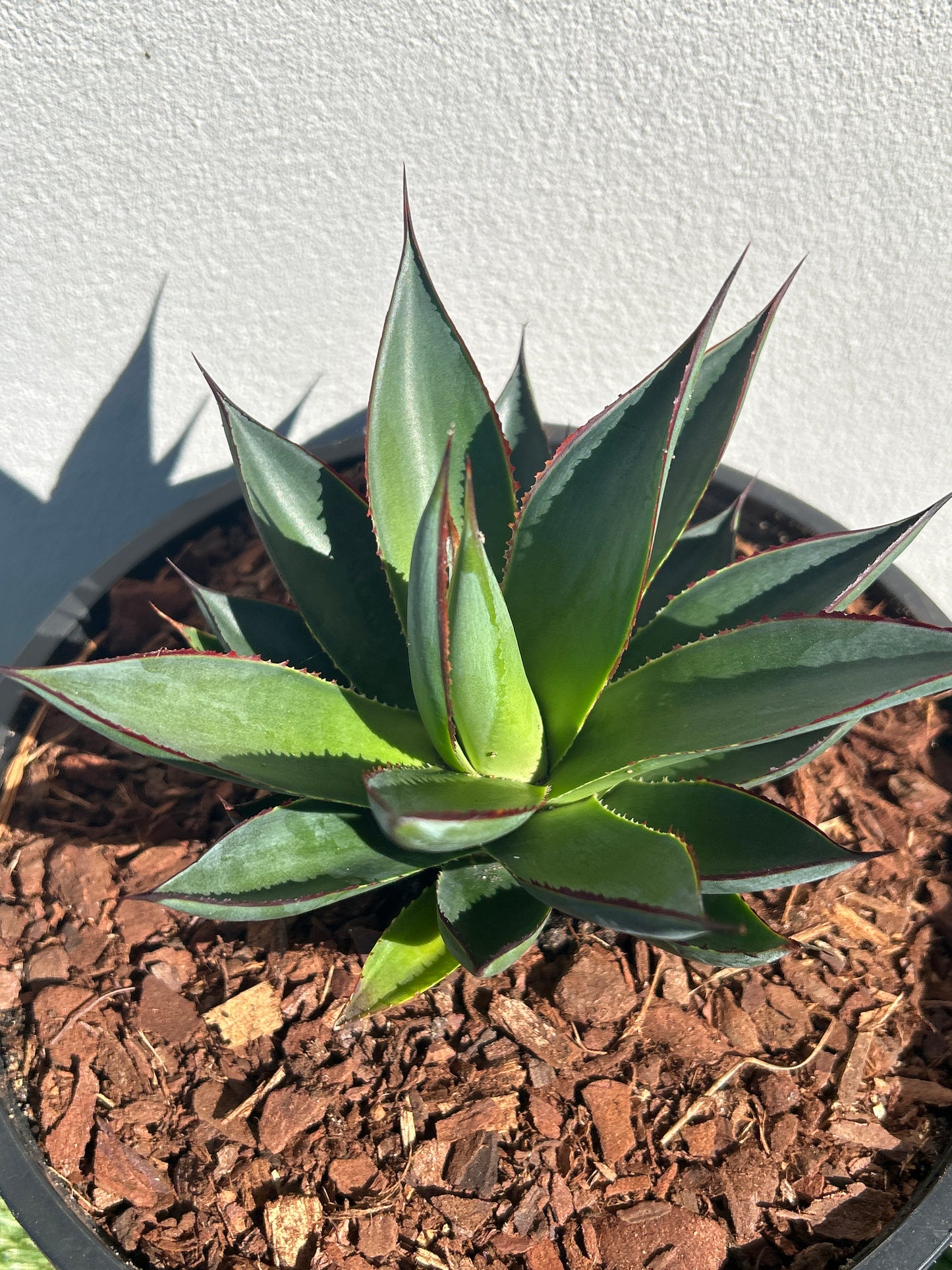 Blue Glow Agave