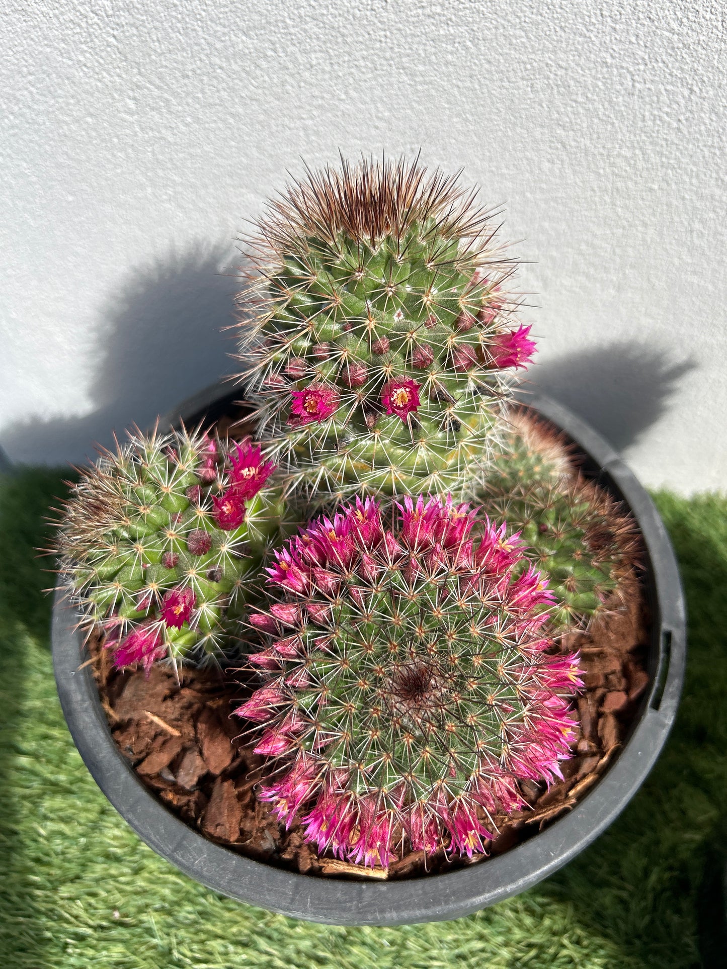 Mamillaria SPP Cactus