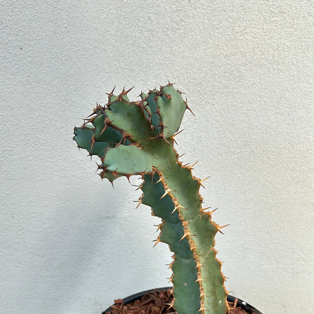 Euphorbia ceorulescens