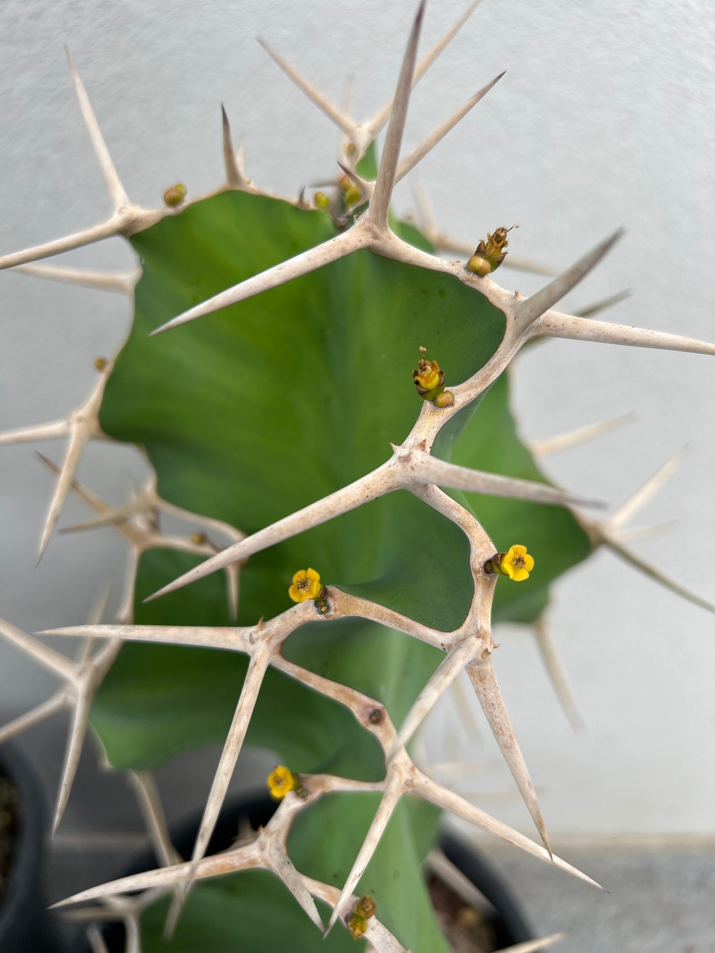 Cowhorn Cactus 1