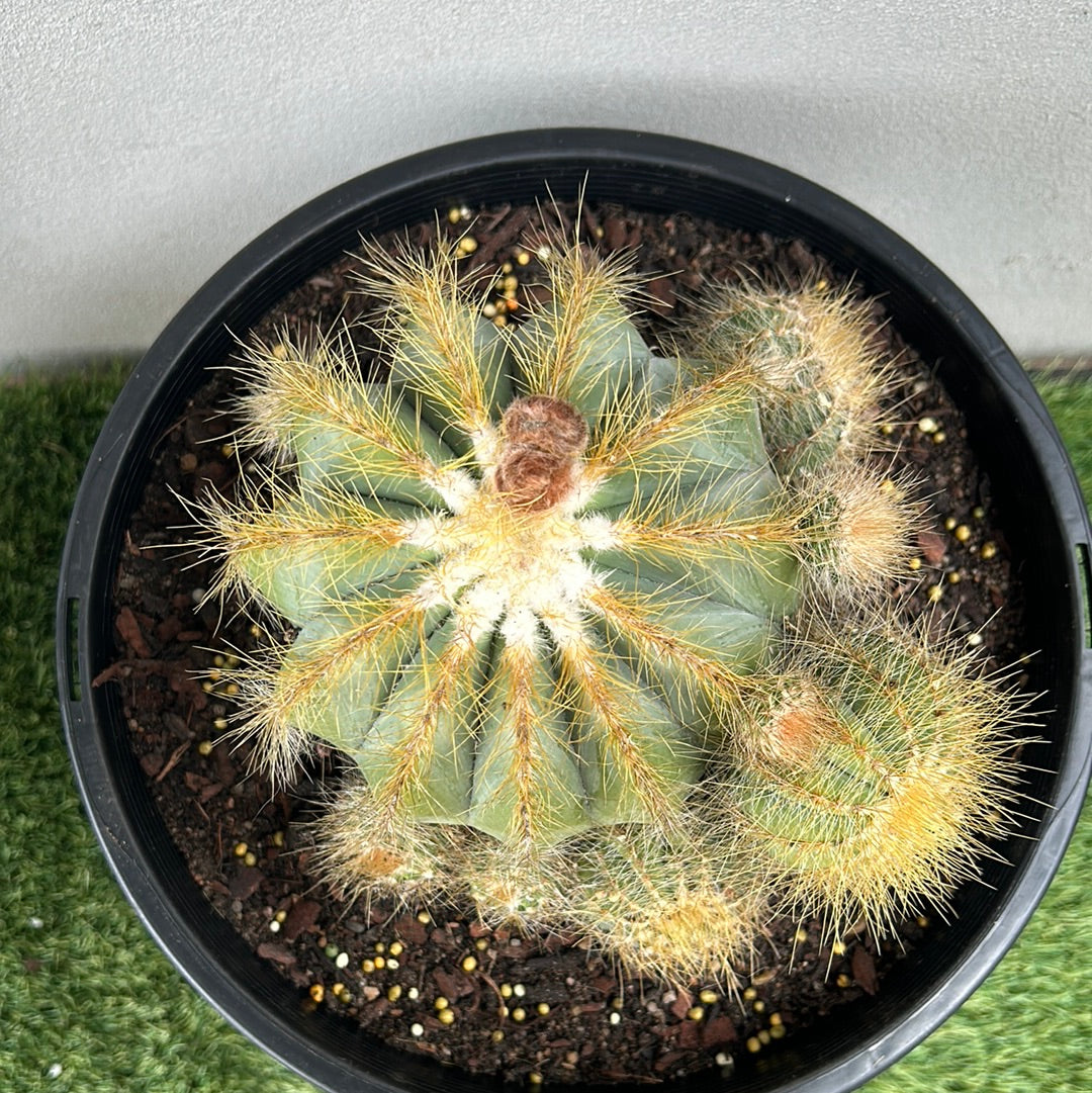 Parodia Magnificus