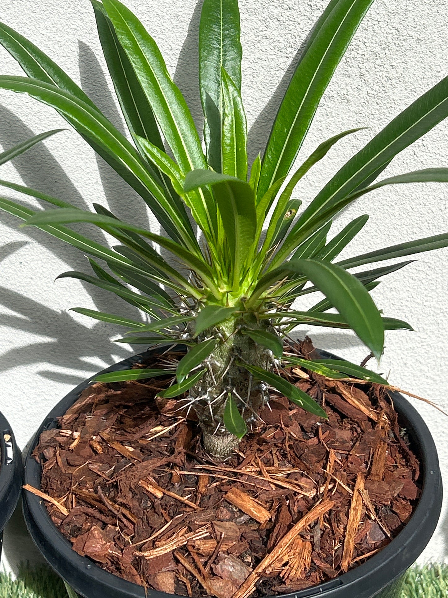 Madagascar Palm Small