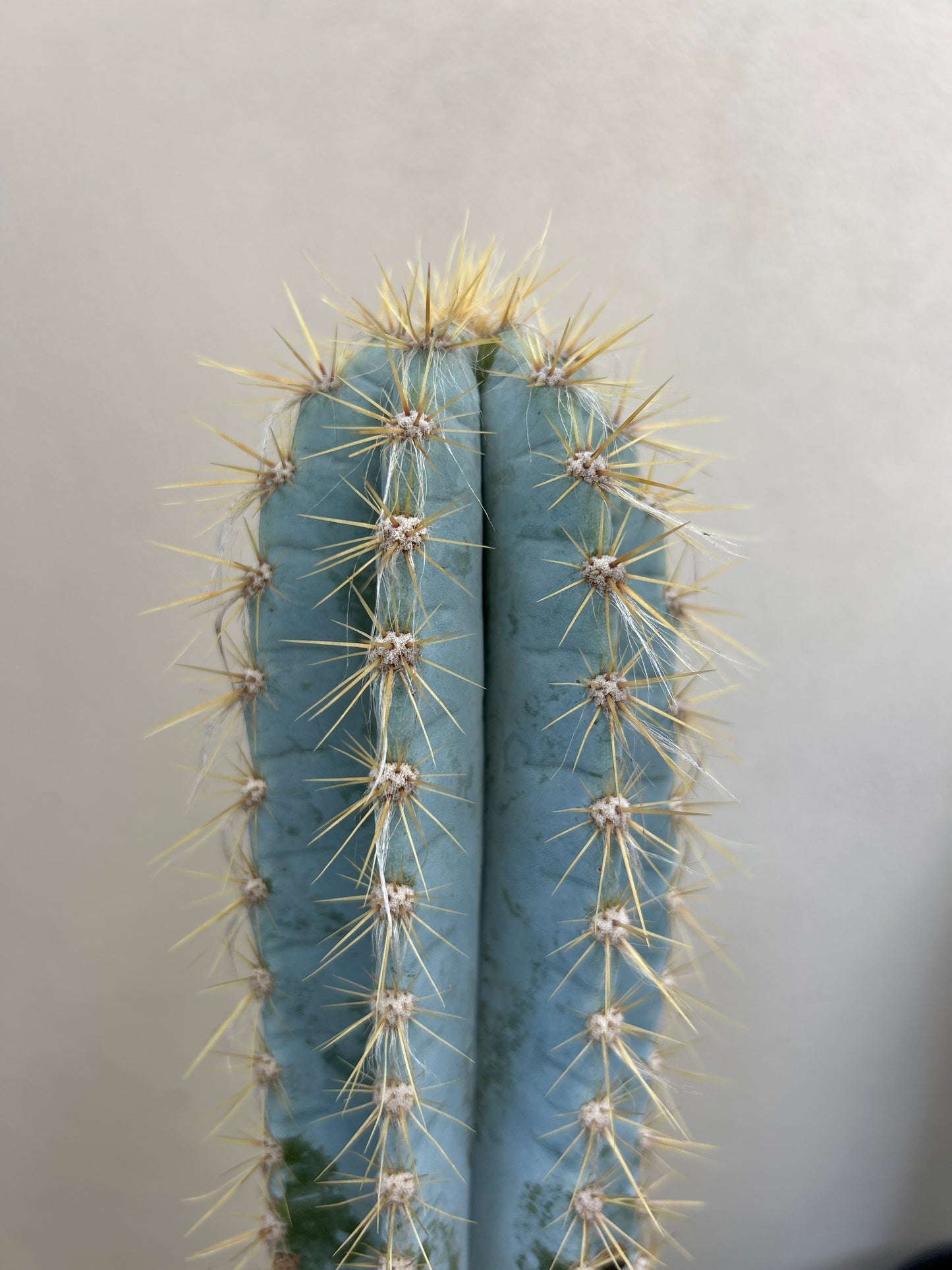 Blue Torch Cactus